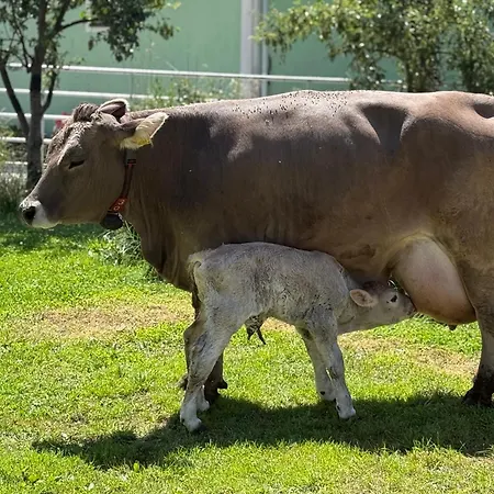 アパート Friedlhof Kaernten