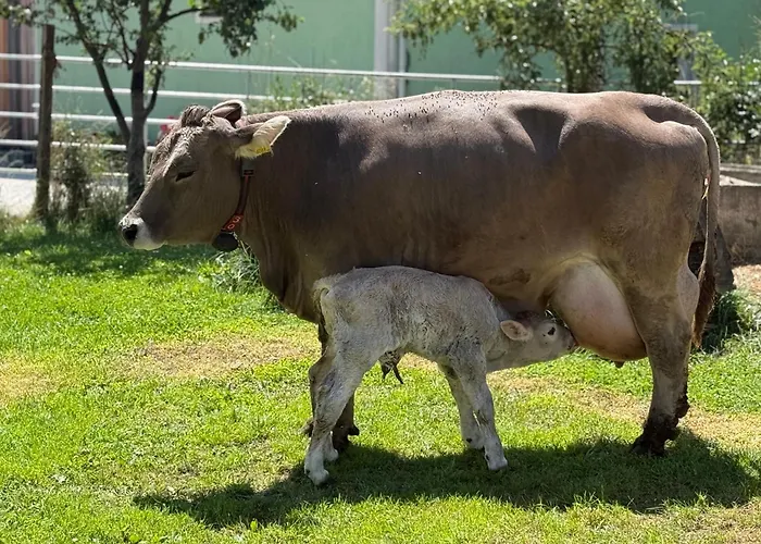 דירה Friedlhof Kaernten